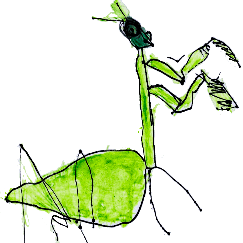 praying mantis
